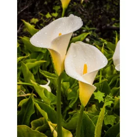 Zantedeschia white / Kála fehér