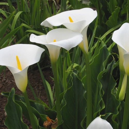Zantedeschia white / Kála fehér