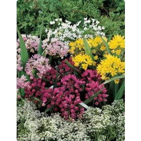 Allium mixed / Allium sziklakerti színkeverék 25 db