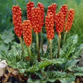 Arum Italicum / Olasz kontyvirág 1 db