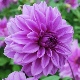 Dahlia Decorative giantflowering Lilac Time / Dália