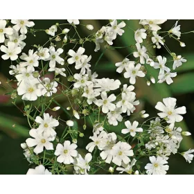 Gypsophila paniculata / Fátyolvirág egyszerű virágú