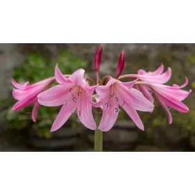 Crinum powellii / Rózsás ernyősliliom