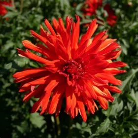 Dahlia Cactus Vulcan / Dália