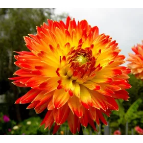 Dahlia Decorative Procyon / Dália
