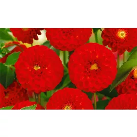 Dahlia Pompon Glow / Dália