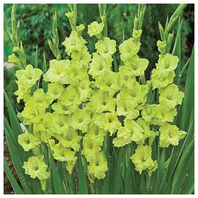 Gladiolus Green Star / Kardvirág 8 db