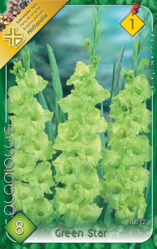 Gladiolus Green Star / Kardvirág 8 db