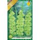 Gladiolus Green Star / Kardvirág 8 db