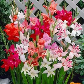 Gladiolus nanus Törpe színkeverék / Kardvirág