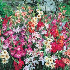 Gladiolus nanus Törpe színkeverék / Kardvirág