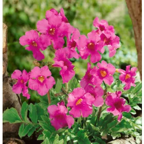 Incarvillea delavayi / Szabadföldi-gloxinia rózsaszín