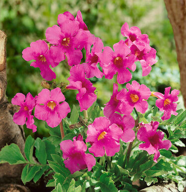 Incarvillea delavayi / Szabadföldi-gloxinia rózsaszín