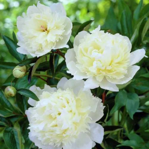 Paeonia White / Pünkösdirózsa fehér
