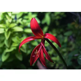 Sprekelia formosissima / Jakabliliom