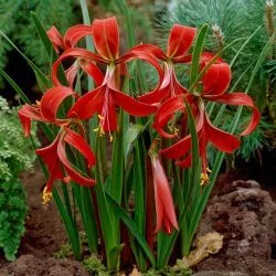 Sprekelia formosissima / Jakabliliom