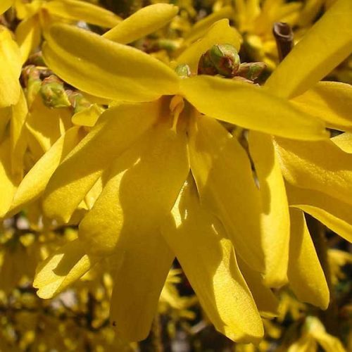 Törpe Aranyfa - Forsythia intermedia 'Flojor'