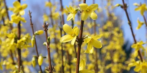 Törpe Aranyfa - Forsythia intermedia 'Flojor'