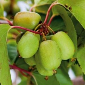   Actinidia arguta 'Issai' - Öntermékeny kopasz Kivi