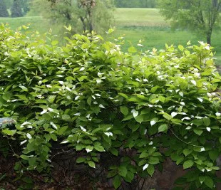 Actinidia arguta 'Issai' - Öntermékeny kopasz Kivi