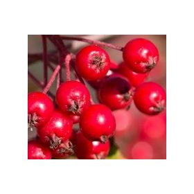 Piros arónia - Aronia " Brilliant"