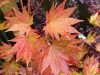 Magastörzsű Japán juhar - Acer shirasawanum 'Jordan' 