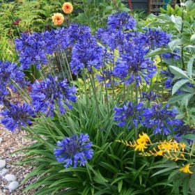 Agapantus Africanus - Afrikai szerelemvirág