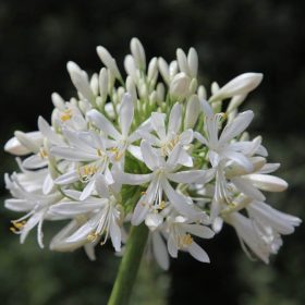 Agapanthus umbellatus - Szerelemvirág Fehér