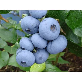 Áfonya - VACCINIUM CORYMBOSUM " Denis Blue"