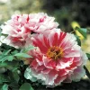 Piros és fehér csíkos fás szárú bazsarózsa - Paeonia suffruticosa "Shimanishiki"