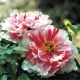 Piros és fehér csíkos fás szárú bazsarózsa - Paeonia suffruticosa "Shimanishiki"