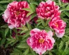 Piros és fehér csíkos fás szárú bazsarózsa - Paeonia suffruticosa "Shimanishiki"