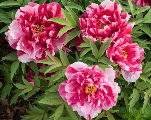 Piros és fehér csíkos fás szárú bazsarózsa - Paeonia suffruticosa "Shimanishiki"