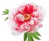 Piros és fehér csíkos fás szárú bazsarózsa - Paeonia suffruticosa "Shimanishiki"
