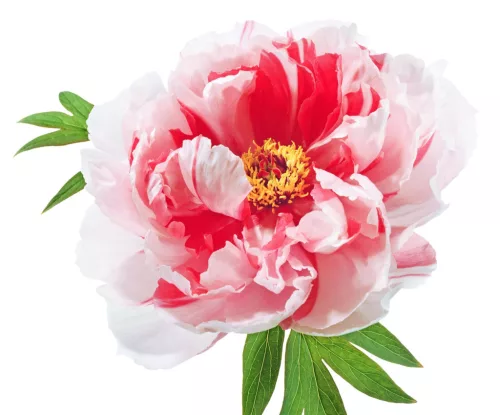 Piros és fehér csíkos fás szárú bazsarózsa - Paeonia suffruticosa "Shimanishiki"
