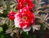 Piros és fehér csíkos fás szárú bazsarózsa - Paeonia suffruticosa "Shimanishiki"