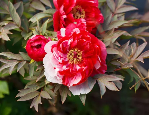 Piros és fehér csíkos fás szárú bazsarózsa - Paeonia suffruticosa "Shimanishiki"