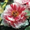 Piros és fehér csíkos fás szárú bazsarózsa - Paeonia suffruticosa "Shimanishiki"