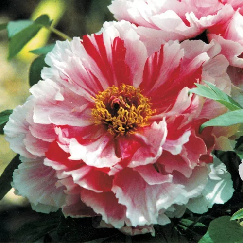 Piros és fehér csíkos fás szárú bazsarózsa - Paeonia suffruticosa "Shimanishiki"