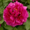 Lila fás szárú bazsarózsa - Paeonia suffruticosa 'Wu Long Peng Sheng' 