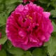 Lila fás szárú bazsarózsa - Paeonia suffruticosa 'Wu Long Peng Sheng' 