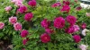 Lila fás szárú bazsarózsa - Paeonia suffruticosa 'Wu Long Peng Sheng' 