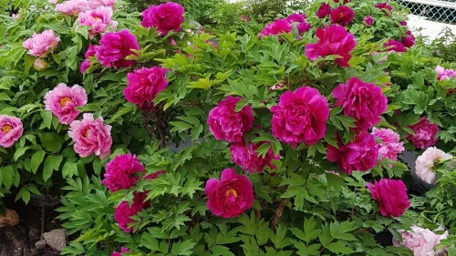 Lila fás szárú bazsarózsa - Paeonia suffruticosa 'Wu Long Peng Sheng' 