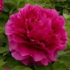 Lila fás szárú bazsarózsa - Paeonia suffruticosa 'Wu Long Peng Sheng' 