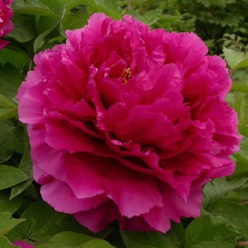 Lila fás szárú bazsarózsa - Paeonia suffruticosa 'Wu Long Peng Sheng' 