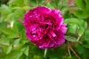 Lila fás szárú bazsarózsa - Paeonia suffruticosa 'Wu Long Peng Sheng' 
