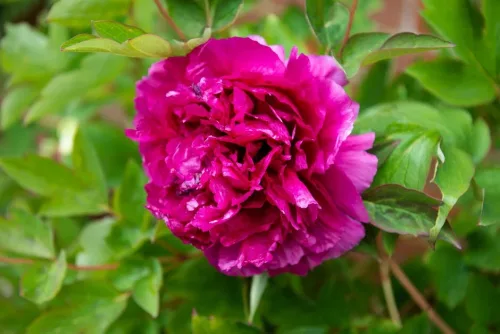 Lila fás szárú bazsarózsa - Paeonia suffruticosa 'Wu Long Peng Sheng' 