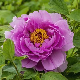 Rózsaszínű lila fás szárú bazsarózsa - Paeonia suffruticosa 'Ling hua zhan lu'
