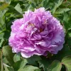 Rózsaszínű lila fás szárú bazsarózsa - Paeonia suffruticosa 'Ling hua zhan lu'
