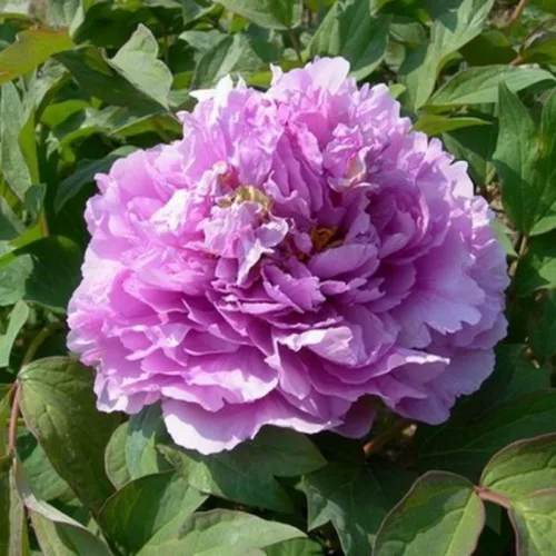 Rózsaszínű lila fás szárú bazsarózsa - Paeonia suffruticosa 'Ling hua zhan lu'